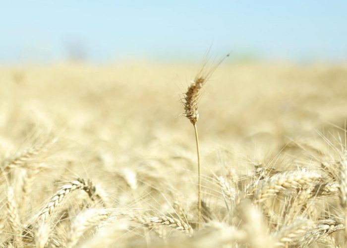 Gruri e misri me prodhim të mirë, por tregu mbetet sfidues për bujqit