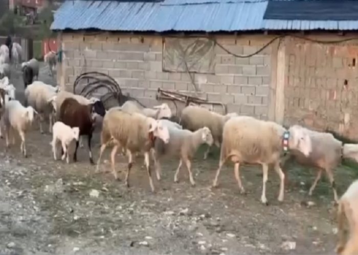 Sëmundja e lisë së deles në Delloc të Suharekës, asgjësohen 130 krerë