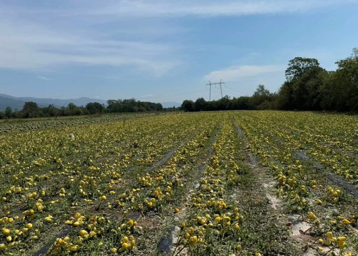 Fermerët duan fond të sigurimit të kulturave nga fatkeqësitë natyrore