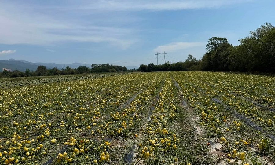 Fermerët duan fond të sigurimit të kulturave nga fatkeqësitë natyrore