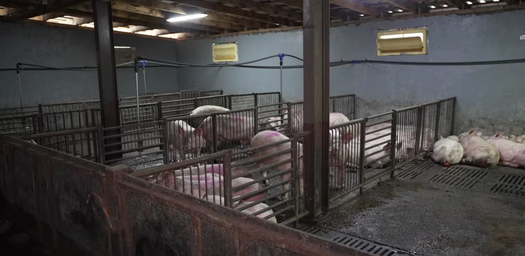 AUV apel fermerëve: Rritni masat e biosigurisë për të parandaluar Murtajën Afrikane të Derrave