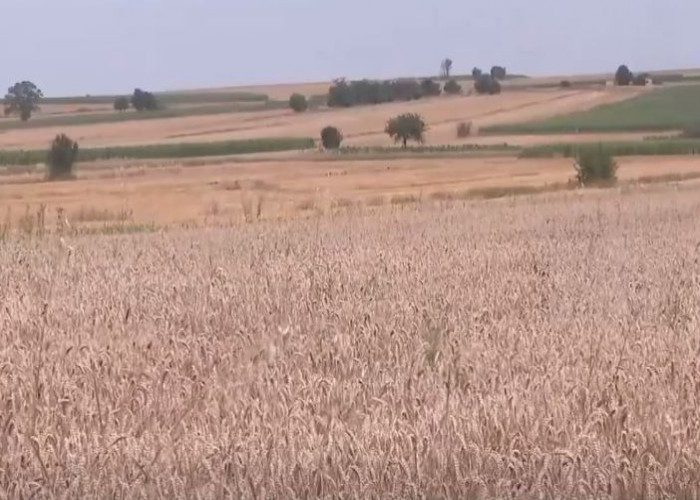 Fermerët ankohen për vështirësi, thonë se mullinjtë nuk po pranojnë grurin