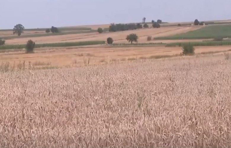 Fermerët ankohen për vështirësi, thonë se mullinjtë nuk po pranojnë grurin